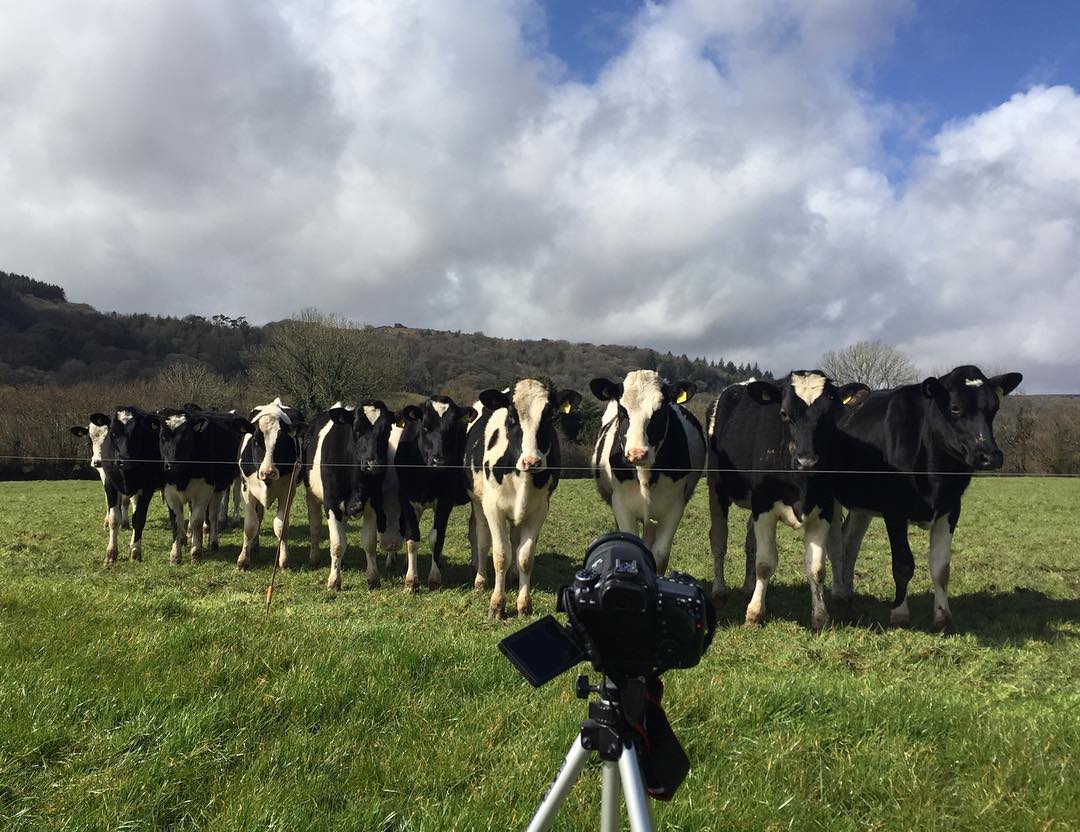 This lot were lining up to have their photo taken this morning... #cow #cows #animal #animals #farm #cornwall #england #country #countryside #clouds #photography