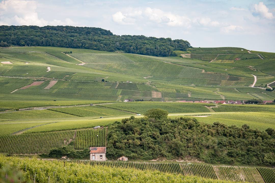 Vines everywhere. View from near Hautvillers, home of Dom Perignon (the monk who gave his name to the famous bottles). #champagne #vines #grapes #france #hautvillers #travel #landscape #sky #clouds #photography #picoftheday