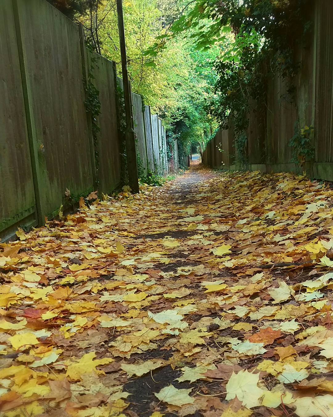 Autumn colours. #autumnleaves🍂 #autumn🍁 #autumncolours🍂🍁 #greatbritain #unitedkingdom #countryside #leaves #trees #seasons #weather #colours #picoftheday #photooftheday #photography