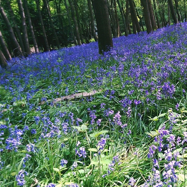 Bluebells while out on the bike today!