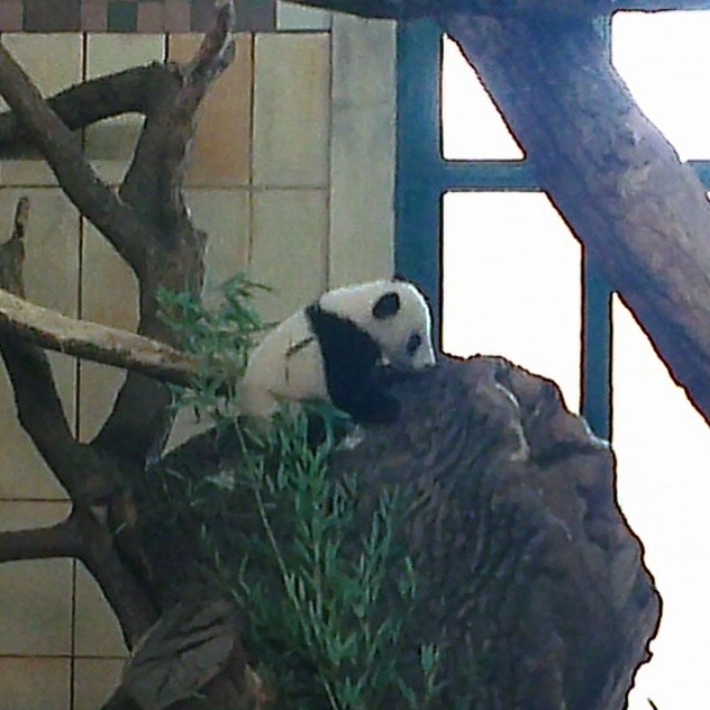 Baby Giant Panda, Schonbrunn Zoo, Vienna, Austria.